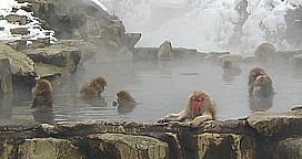 hotspring.jpg