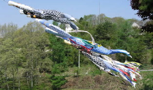 koinobori.jpg