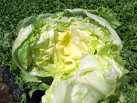 lettuce_3.jpg