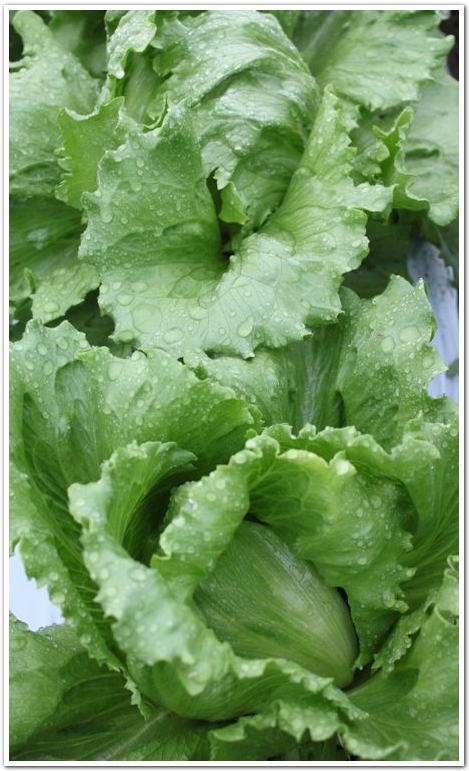 lettuce_top.jpg