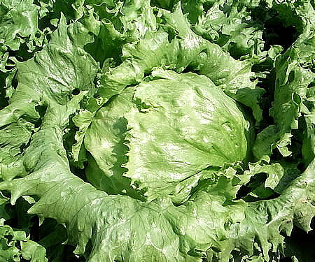 lettuce_top.jpg