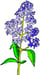 lilac.jpg