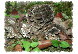 maitake.gif