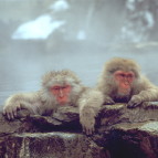 monkey_hot_spring.jpg