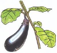 nasu_eggplant.jpg