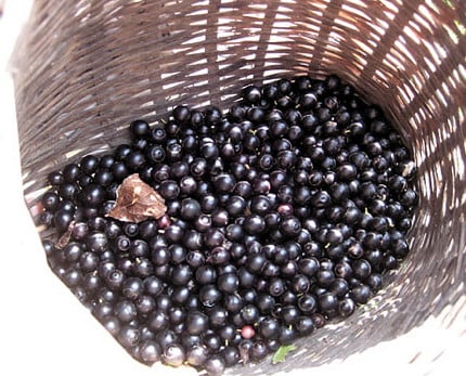 あなたは ナツハゼ をご存知でしょうか 農畜産物 長野県のおいしい食べ方 あなたは ナツハゼ をご存知でしょうか 農畜産物 長野県のおいしい食べ方