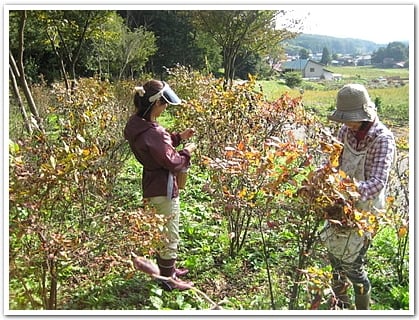 あなたは「ナツハゼ」をご存知でしょうか？｜農畜産物｜長野県の