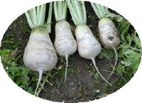 nezumidaikon.jpg