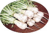 nezumidaikon2.jpg