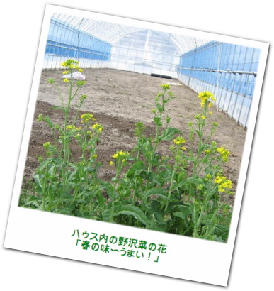 nozawana_flower.jpg