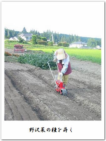 nozawana_seeding.jpg