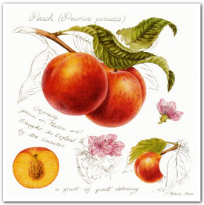 peach_with_nectarine.jpg