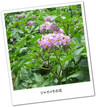 potato_flowers.jpg