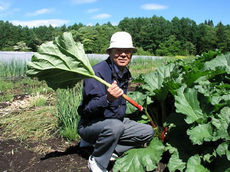 ルバーブのことをもっと知りたく思いました｜農畜産物｜長野県のおいしい食べ方