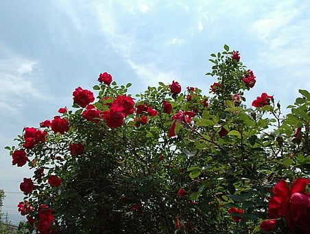rose4.jpg