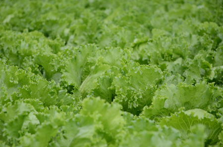 s-lettuce-%2811%29.jpg