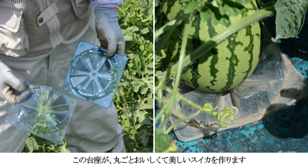 JA松本ハイランドスイカ」は、なぜこんなにおいしいの｜農畜産物｜長野