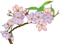 sakura.jpg
