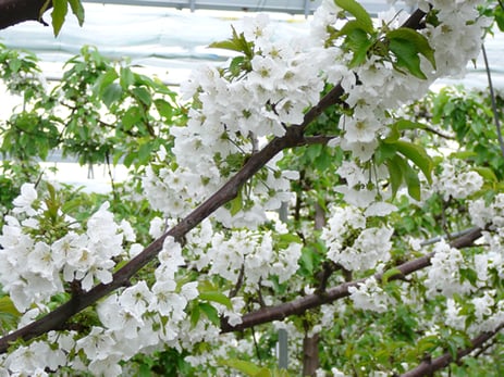 満開のサクランボの花