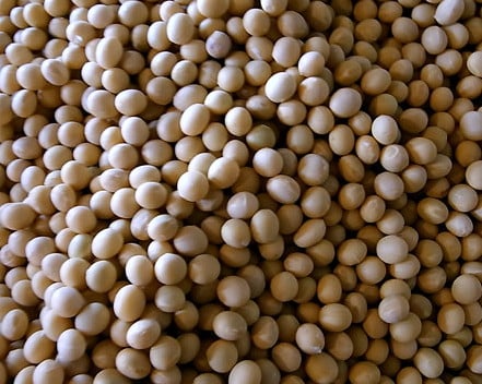 長野県に良質な大豆が存在する理由を求めて｜農畜産物｜長野県の