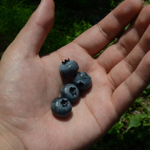ss-blueberry-%2810%29.jpg