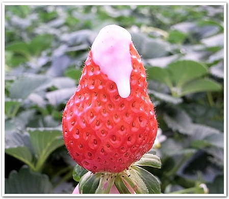 strawberry_1.jpg