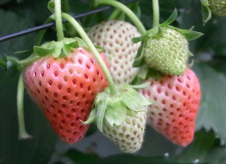 strawberry_2.jpg