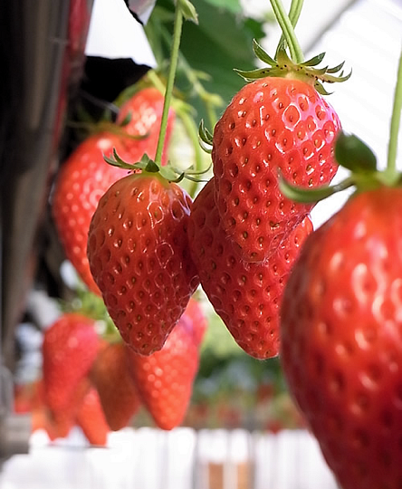 strawberry_5.jpg