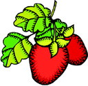 strawberry_big.jpg
