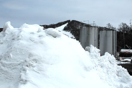 菅平雪中りんごの掘り出しを見に来ています｜農畜産物｜長野県の