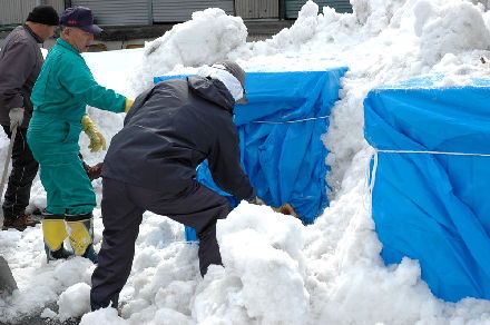 菅平雪中りんごの掘り出しを見に来ています｜農畜産物｜長野県の
