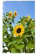 sunflowers.1.jpg