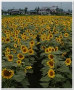 sunflowers_b.jpg