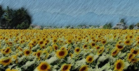 sunflowersfield_paint.jpg