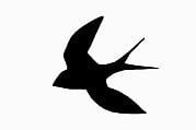 swallow.jpg
