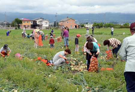 tamanegi20120620-9.jpg