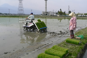 田植え.jpg