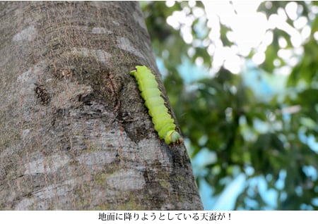 繊維のダイヤモンド 穂高の天蚕糸｜地域情報｜長野県のおいしい食べ方