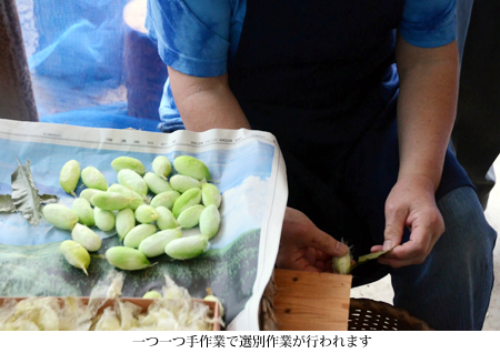 繊維のダイヤモンド 穂高の天蚕糸｜地域情報｜長野県のおいしい食べ方