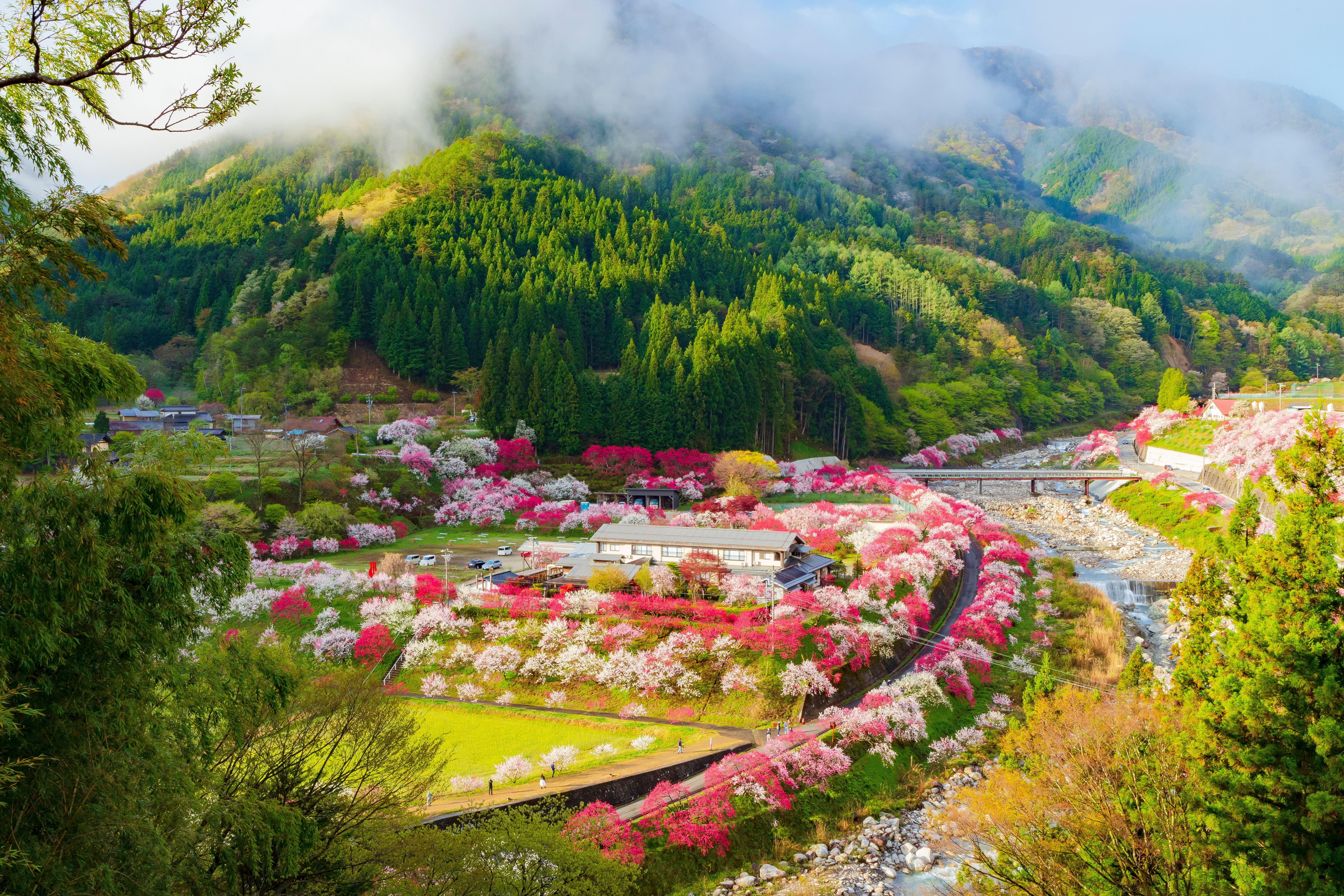 題名は「お花見」です。サイズ94cm×83cm、額は付いています 奈良のお花見スポット15選！桜名所の定番から穴場、観光コースまでご