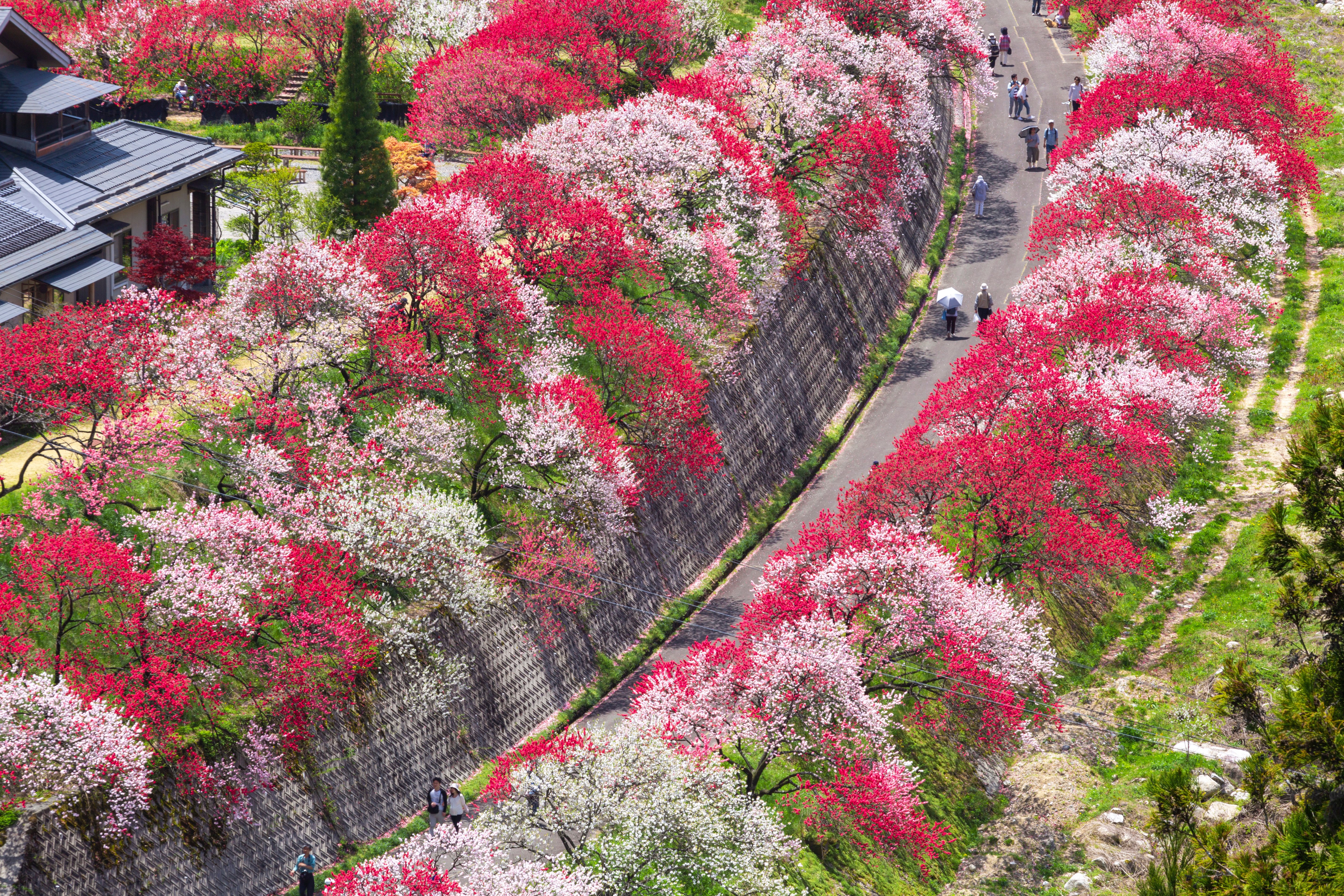 花もだんごも楽しみたい。桜だけじゃない長野のお花見スポットと直売所