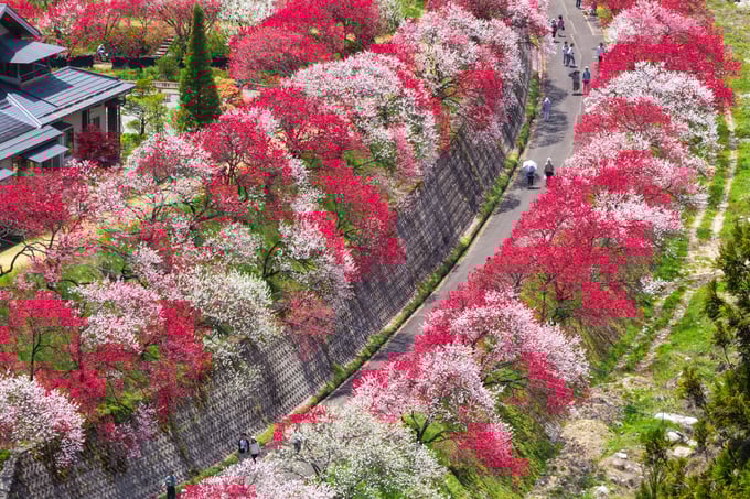 tiiki-202503-hanamomo