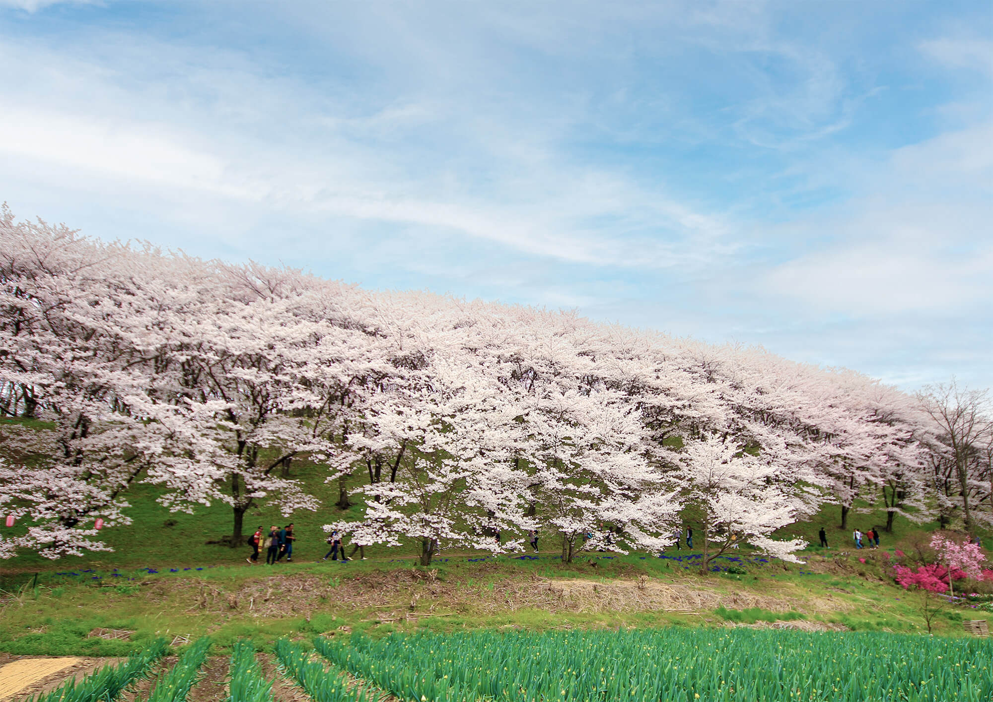 題名は「お花見」です。サイズ94cm×83cm、額は付いています パラポスター お花見: タイトルポップ｜販促物・販促通販の【POP
