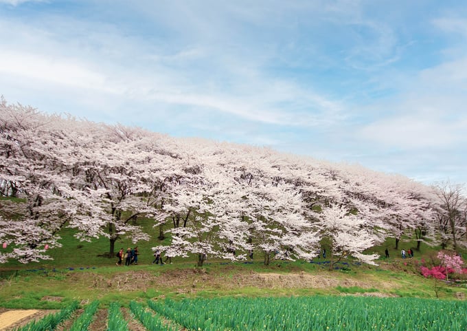 tiiki-202503-koubousankofun