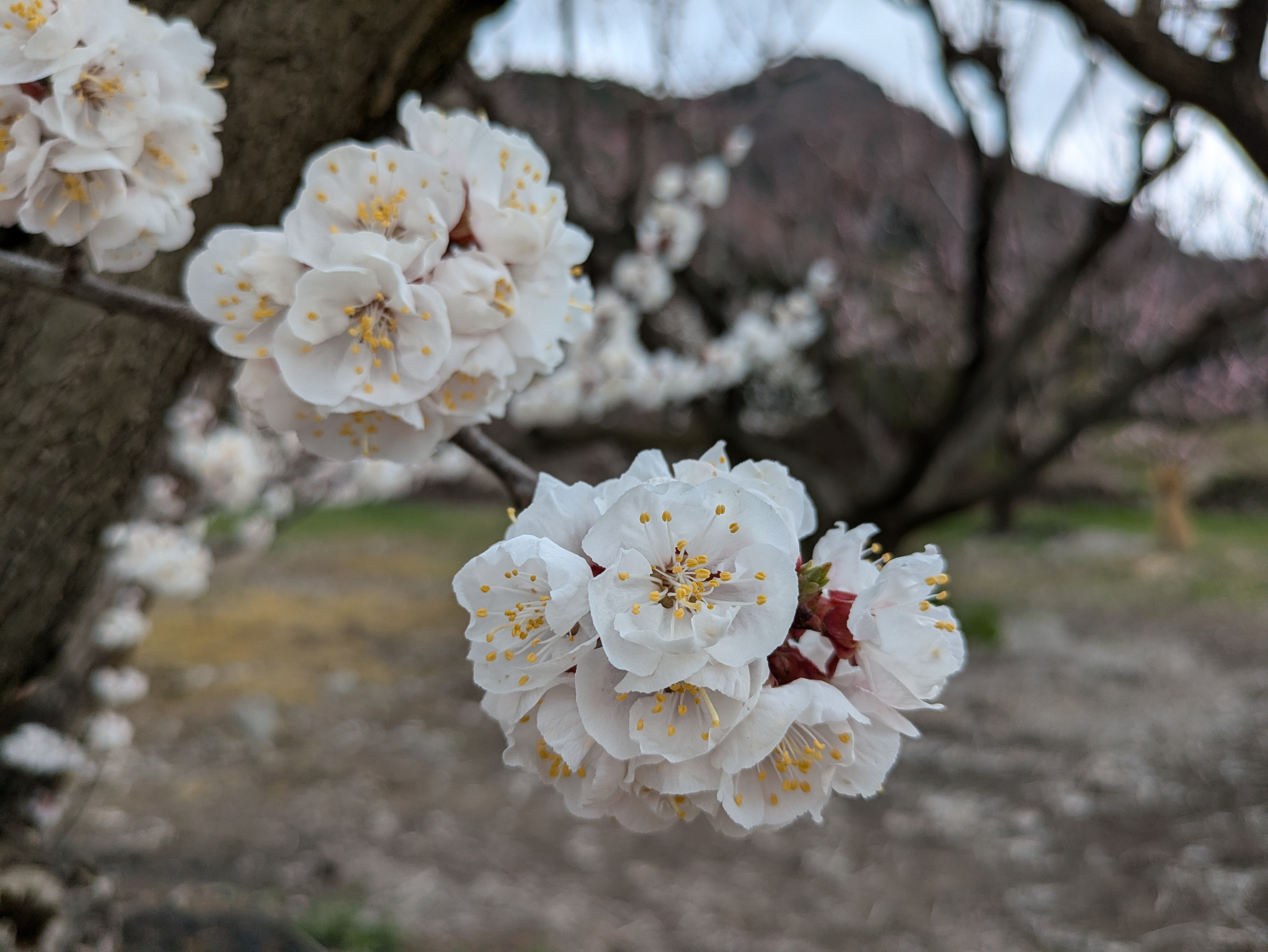 信州に春告げる、あんずの花
