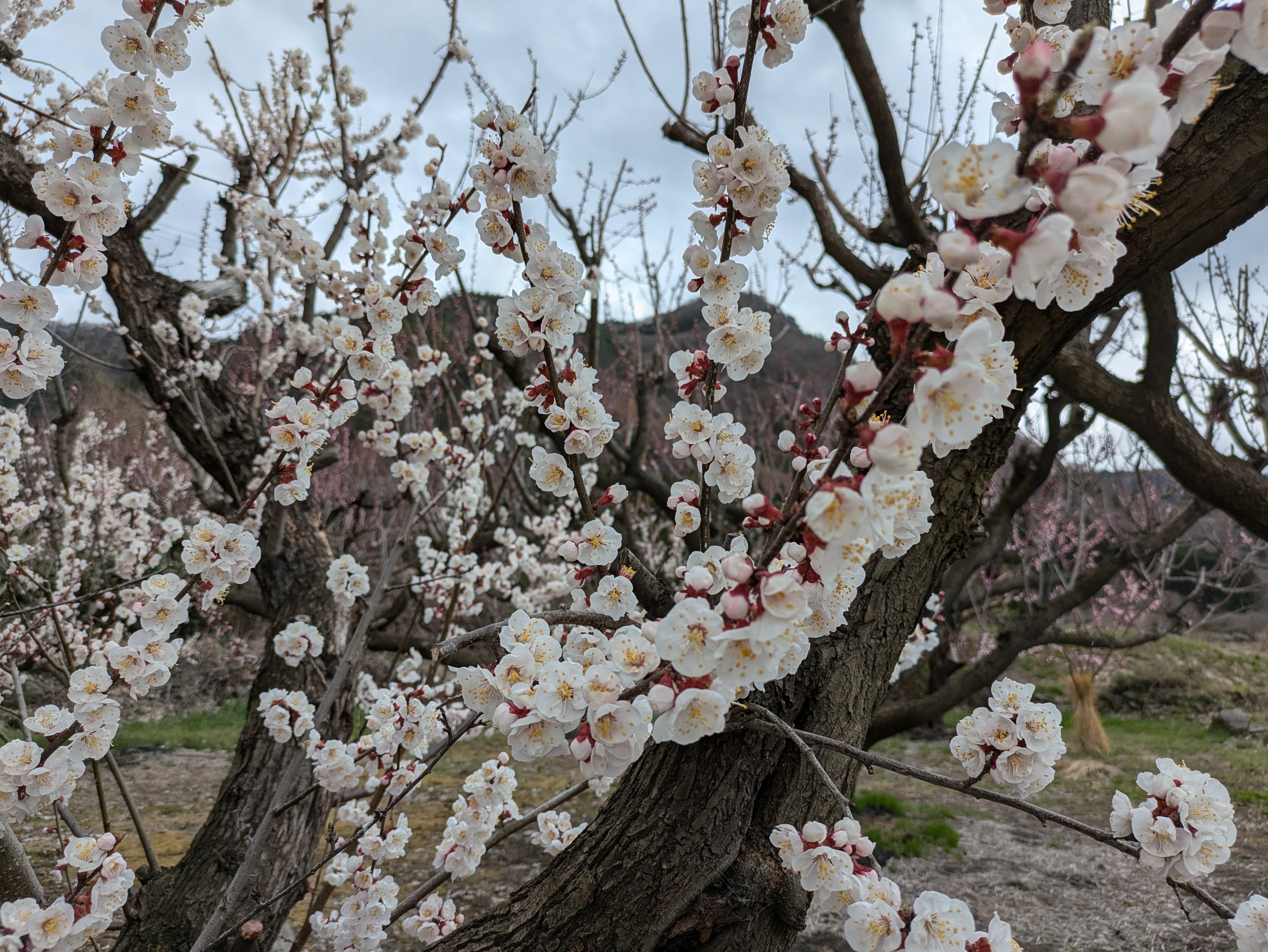 信州に春告げる、あんずの花