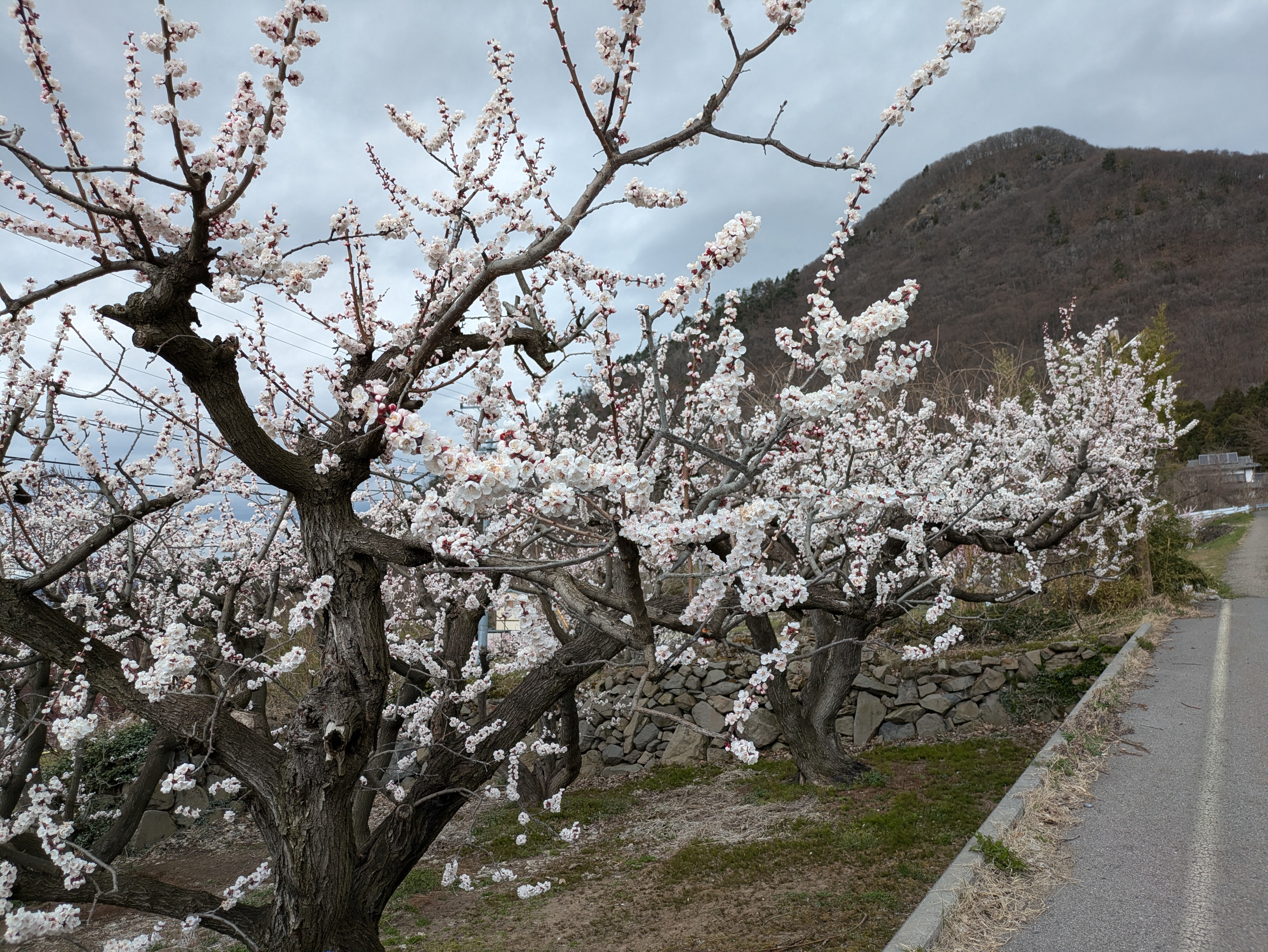 信州に春告げる、あんずの花