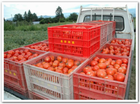 tomato_truck.jpg