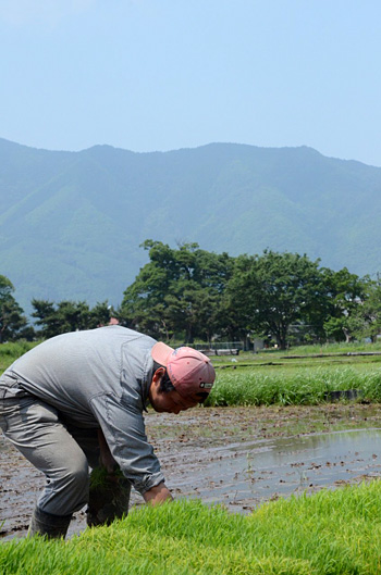 手で植える昔ながらの田植えをちょこっと体験｜農畜産物｜長野県の