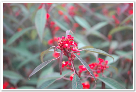 uf_flower_1.jpg